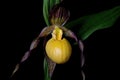 Yellow lady\'s slipper or moccasin flower blooming in springtime.