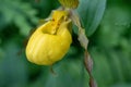 Yellow Lady`s Slipper Orchid, Cypripedium calceolus var. parvifl Royalty Free Stock Photo