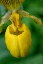 Yellow Lady`s Slipper Orchid, Cypripedium calceolus var. parvifl Royalty Free Stock Photo
