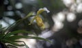 Yellow Lady`s Slipper Orchid. Paphiopedilum concolor