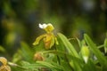 Yellow Lady`s Slipper Orchid.