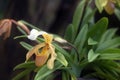 Yellow Lady`s Slipper Orchid