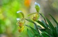 Yellow Lady`s Slipper Orchids