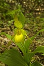 Yellow Lady's-Slipper, Spring, Great Smoky Mtns NP