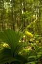 Yellow Lady's-Slipper, Spring, Great Smoky Mtns NP