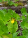 Yellow Lady`s Slipper in the Mountains of Virginia, USA