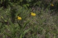 Yellow Lady Slipper