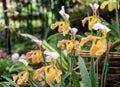 Yellow lady slipper orchid Paphiopedilum villosum