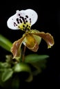 Yellow Lady slipper paphiopedilum orchid on black background Royalty Free Stock Photo