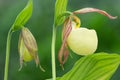 Yellow Lady Slippers Royalty Free Stock Photo