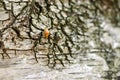 Yellow ladybug on birch tree