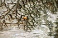 Yellow ladybug on birch tree