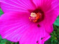 Pollen covered yellow ladybud walking from center of hibiscus flower