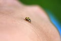 yellow ladybug crawling on a human hand Royalty Free Stock Photo