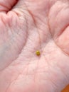 Yellow ladybug on a female hand close up Royalty Free Stock Photo