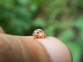 yellow ladybug in hand Royalty Free Stock Photo