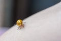 The yellow ladybug Royalty Free Stock Photo