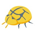 Yellow ladybug icon isometric vector. Cute insect