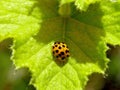 Yellow Ladybug Insects Royalty Free Stock Photo