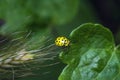 Yellow Ladybug Macro Royalty Free Stock Photo