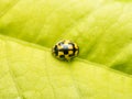 Yellow Ladybug Macro Royalty Free Stock Photo