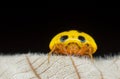 Yellow Ladybug Mimic Spider - Paraplectana sp