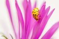Yellow ladybug on the petals on a blooming flower. Ladybird insect