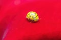 Yellow ladybug on the petals on a blooming red flower. Ladybird insect