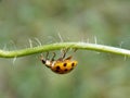 Yellow ladybug on plant Royalty Free Stock Photo