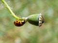 Yellow ladybug on plant Royalty Free Stock Photo