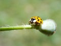 Yellow ladybug on plant