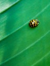 Yellow ladybug with polka dots Royalty Free Stock Photo