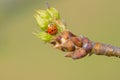 Ladybug and tender shoot Royalty Free Stock Photo