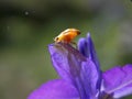 Yellow ladybug on a purple flower
