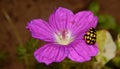 Yellow ladybug on purple flower