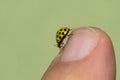 Yellow ladybug strolling on the hand Royalty Free Stock Photo