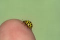 Yellow ladybug strolling on the hand Royalty Free Stock Photo