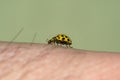 Yellow ladybug strolling on the hand Royalty Free Stock Photo