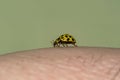 Yellow ladybug strolling on the hand Royalty Free Stock Photo