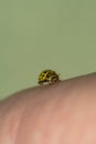 Yellow ladybug strolling on the hand Royalty Free Stock Photo