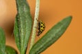 Yellow ladybug on top of a plant Royalty Free Stock Photo