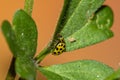 Yellow ladybug on top of a plant