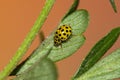 Yellow ladybug on top of a plant Royalty Free Stock Photo