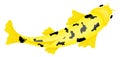 Yellow lake fish top view. Pond carp Royalty Free Stock Photo