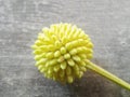 yellow lamtoro flower on wooden background