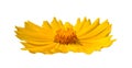 Yellow lance leaved coreopsis lanceolata flower side view isolated Royalty Free Stock Photo