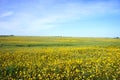 Yellow landscape of alentejo region, south of Portugal Royalty Free Stock Photo