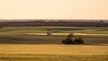 Yellow landscape, wheat fields at sunset time, some trees in the middle. Panoramic picture of agricultural fields close to Gawler Royalty Free Stock Photo