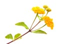 Yellow Lantana Royalty Free Stock Photo