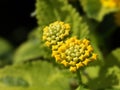 Yellow lantana Royalty Free Stock Photo